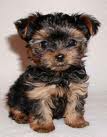 Cute Yorkie Puppies For FREE Adoption