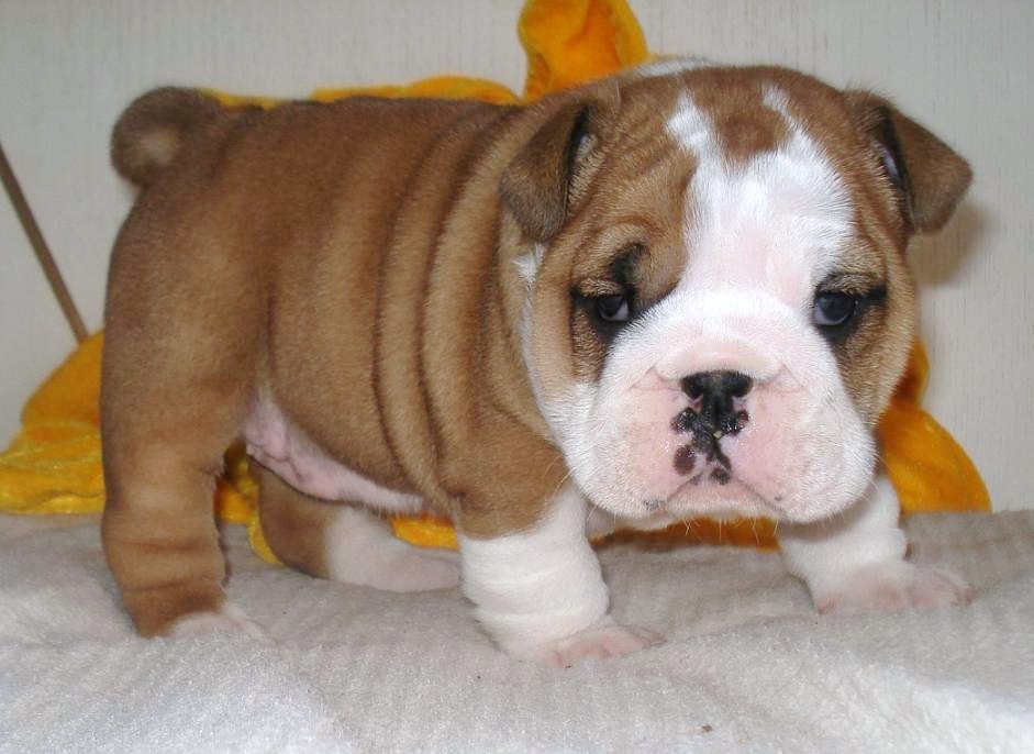 Cute English Bulldog Puppies for Free Adoption