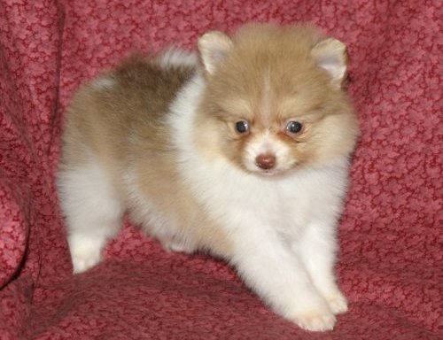 adorable pomeranian puppies for you