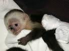 Adorable baby capuchin monkey for adoption and for good home