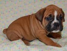 Cute English Bulldog Puppies for Adoption