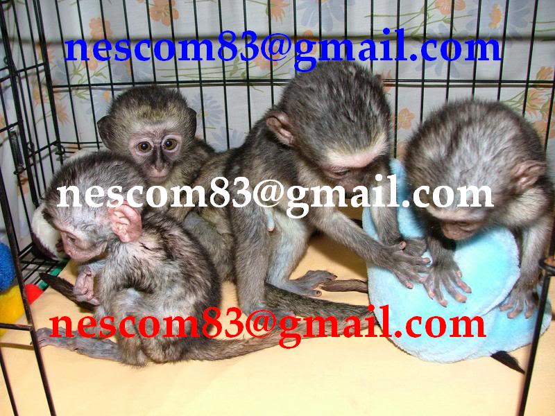 Home Raised Baby Capuchin Monkeys Available