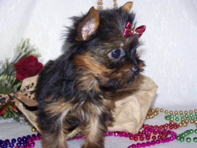 Tiny Male and Female Yorkie Puppies For Adoption