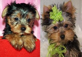 Home Raised Teacup Yorkie Puppies ready for Adoption