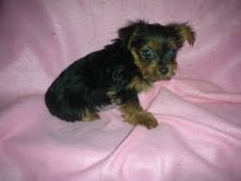 Free Adoption Teacup Yorkie Puppies In Good Health (krissych.ch@gmail.com)