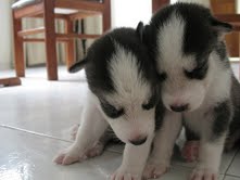 Male and Female siberian husky puppies for free adoption