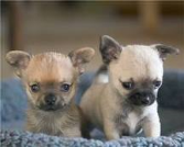 shihuahua puppies for free adption for a new family