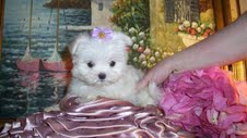 teacup maltese puppies for adoption