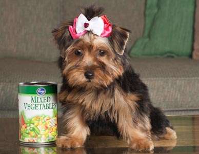 Adorable Baby-Doll Faces TeaCup Yorkie Babies For Adoption(sandra_welpen@ymail.com)