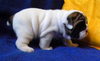 Healthy English bull dog Puppies For Adoption