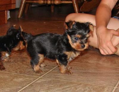 Quality super genuine tea cup yorkie puppies for adoption