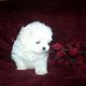 Teacup/ Maltese Puppies For Free Adoption