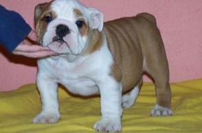 love home bulldogs  male and female puppies for adoption