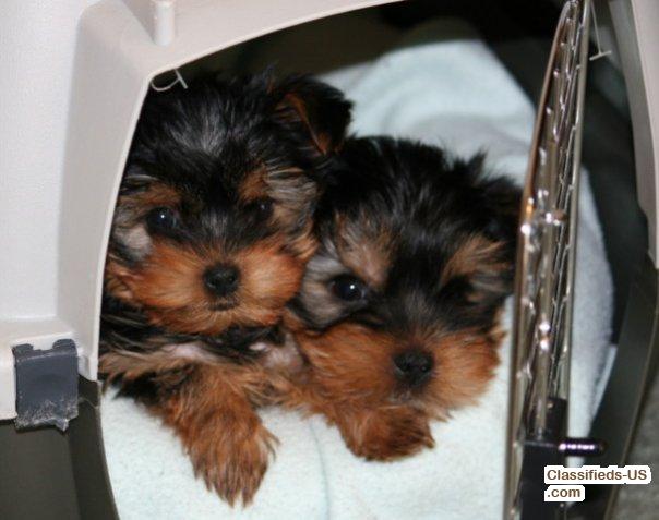 adorable teacup yorkie puppies for free adoption