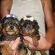 Cute male and female teacup yorkie puppies for adoption.