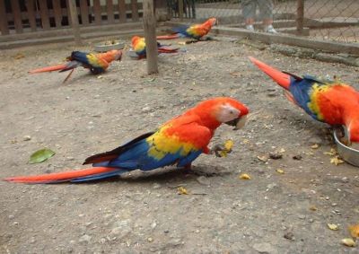 awesome parrots for sale