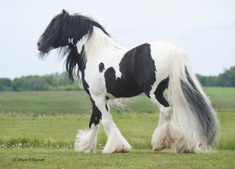 gypsy vanner horse for sale