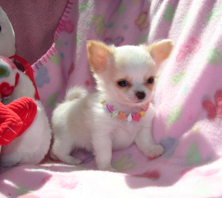 Chihuahua Puppies available