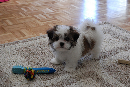 Shih ztu puppy