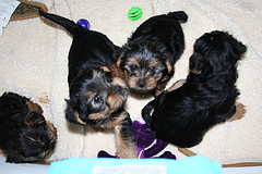 Gorgeous Elegance Teacup Yorkies Puppies For Free Adoption