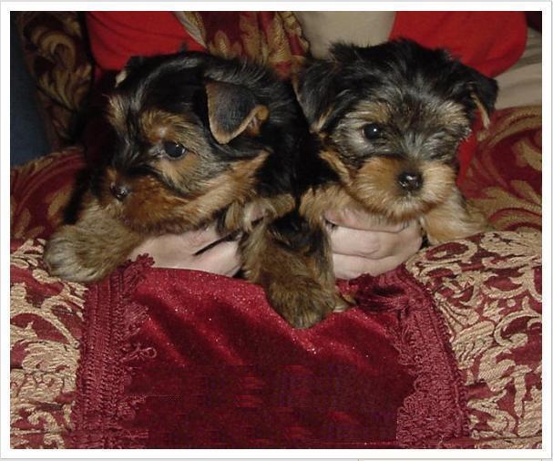 ADORABLE MALE AND FEMALE YORKSHIRE TERRIER PUPPIES AVAILABLE