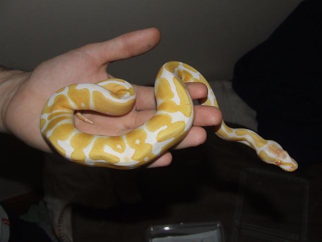 Albino and Piebald Ball Pythons For Adoption