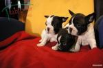 Two Cute English Bulldog Puppies for Adoption