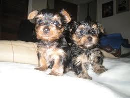 AFFECTIONATE TEACUP YORKIE PUPPIES FOR FREE ADOPTION