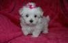 maltese puppies for adoption