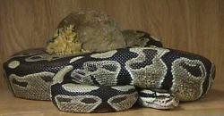 Ball Python Snakes For Sale[ngamhilary@yahoo.com]