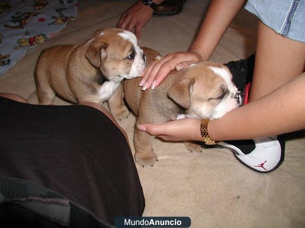 english bulldog puppies for adoption