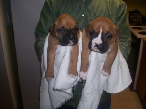 TWO BOXERS PUPPIES READY TO ME THEY NEW HOME