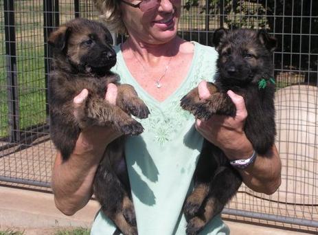 Male And Female German Shepard Puppies