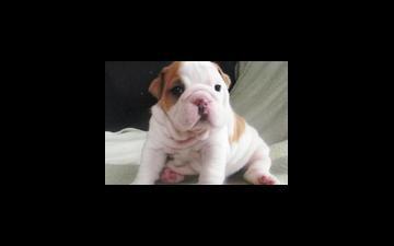 two cute and lovely bulldog puppies for adoption