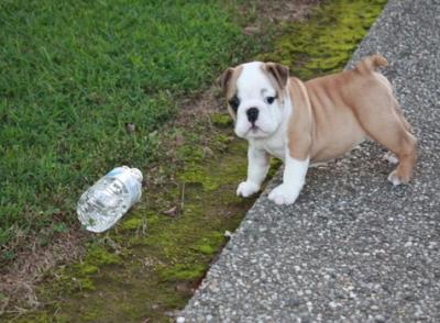 Adorable English Bulldog Puppies For Adoption