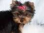 charming teacup yorkie puppies for free adoption