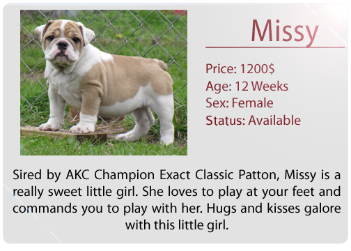 two cute english bulldog puppies for a loving home