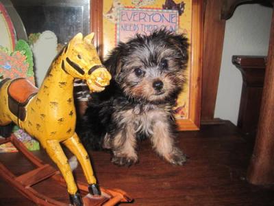 AKC Pure Breed Fantastic Yorkie Puppies To A Good Home