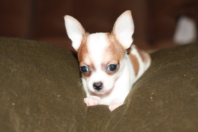 Two female Chihuahua looking for sweet home