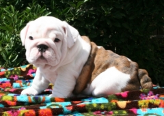 Out standing english bulldog puppies ready