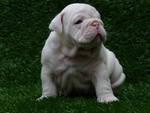 two cute and lovely English bulldog puppies for ad