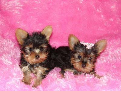 free yorkie puppies for adoption