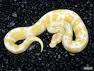 ALBINO AND PIEBALD BALL PYTHON FOR FREE ADOPTION