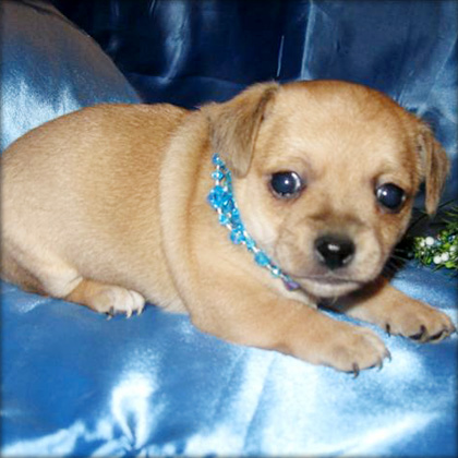 charming chihuahua puppy for sale