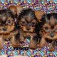 Adorable Male And Female Yorkie Puppies Ready for