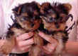 lovely teacup yorkie puppies for free adoption