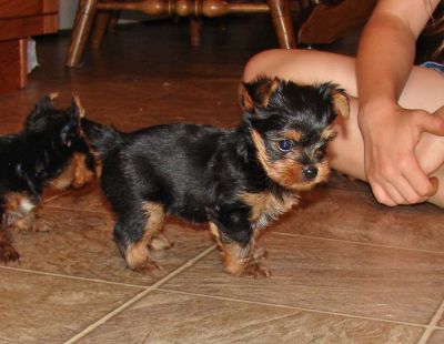 Free Xmass Excellent Teacup Yorkie Puppies for free a Good Home