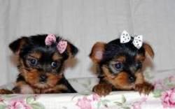 CUTE YORKIE PUPPIES FOR ADOPTION(mama_lujan3@yahoo.com)