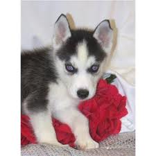 Beautiful Siberian Husky Puppies For Adoption