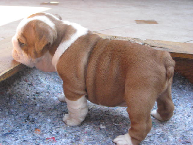 AKC Reg. Pure Breed English Bulldog Puppies For free Adoption